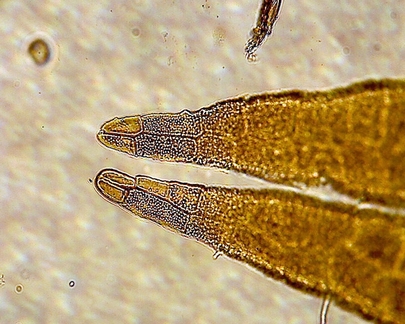 Anacamptodon splachnoides